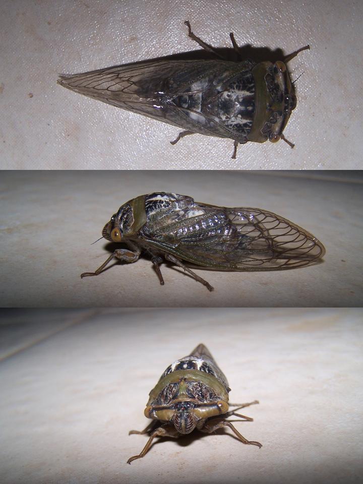 FIGURE 2 FIGURE 2